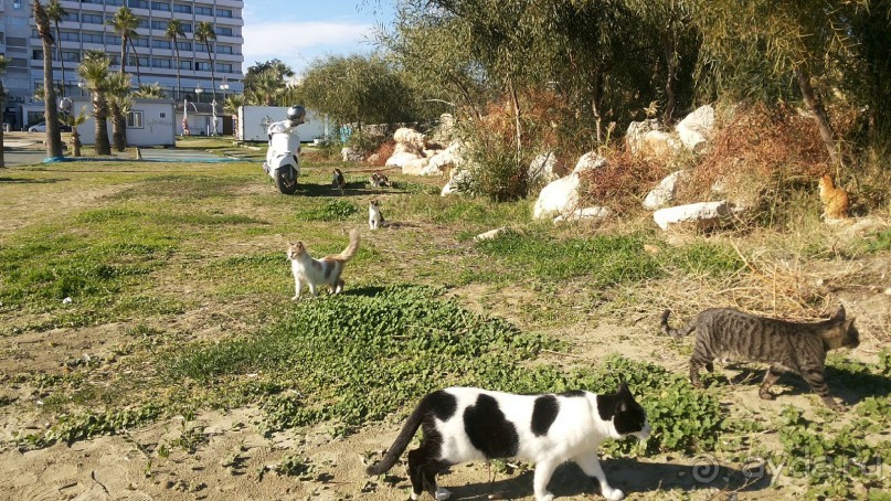 фото Ларнаки