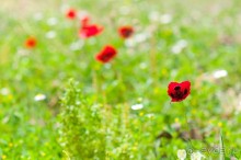 Альбом отзыва "Тартус, замки Салах ад-Дина и Маркаб"