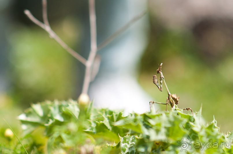 Апамея - руины древнего города в Сирии
