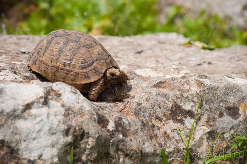 Апамея - руины древнего города в Сирии