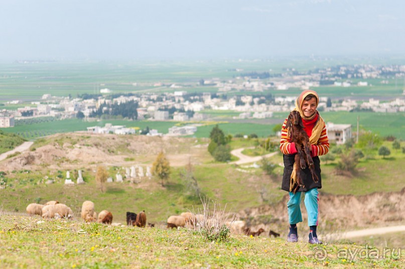 Апамея - руины древнего города в Сирии