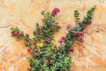 Кампече – пиратский город фальшивых фасадов