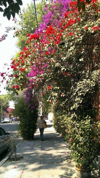 Альбом отзыва " Мехико: район Койоакан, музей Фриды Кало и парки"