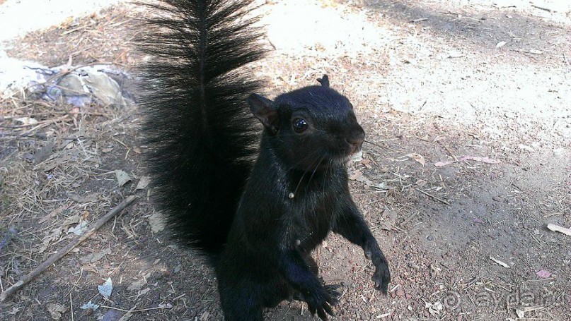  Мехико: район Койоакан, музей Фриды Кало и парки