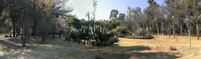  Мехико: район Койоакан, музей Фриды Кало и парки