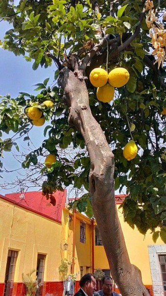  Мехико: район Койоакан, музей Фриды Кало и парки