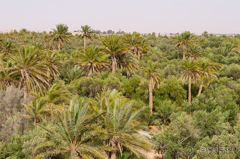 Сирия, Пальмира