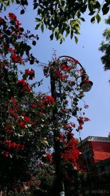 Мехико: районы Сан-Анхель, Иподромо, Кондеса, Колония Рома и Зона Роса