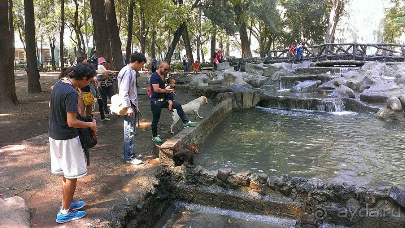 Мехико: районы Сан-Анхель, Иподромо, Кондеса, Колония Рома и Зона Роса