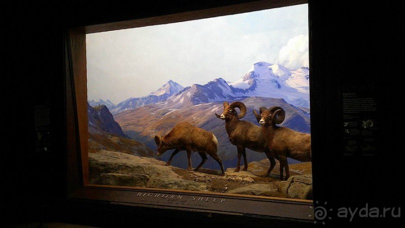 Американский Музей Естественной Истории и планетарий Американский Музей Естественной Истории и планетарий