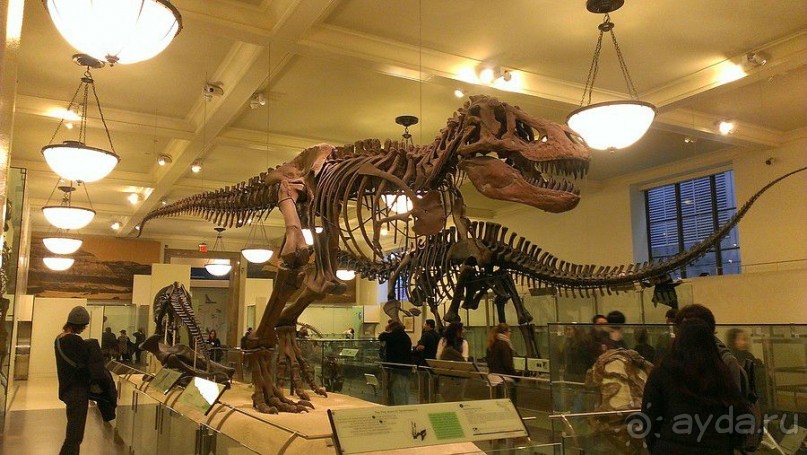 Американский Музей Естественной Истории и планетарий Американский Музей Естественной Истории и планетарий