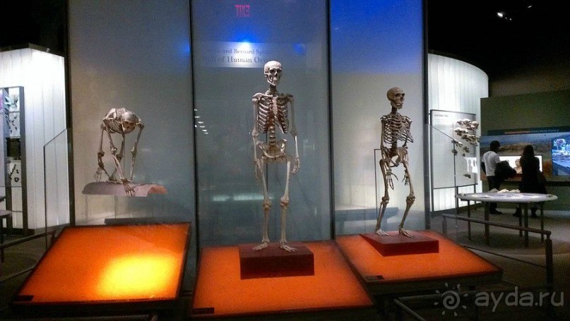 Американский Музей Естественной Истории и планетарий Американский Музей Естественной Истории и планетарий