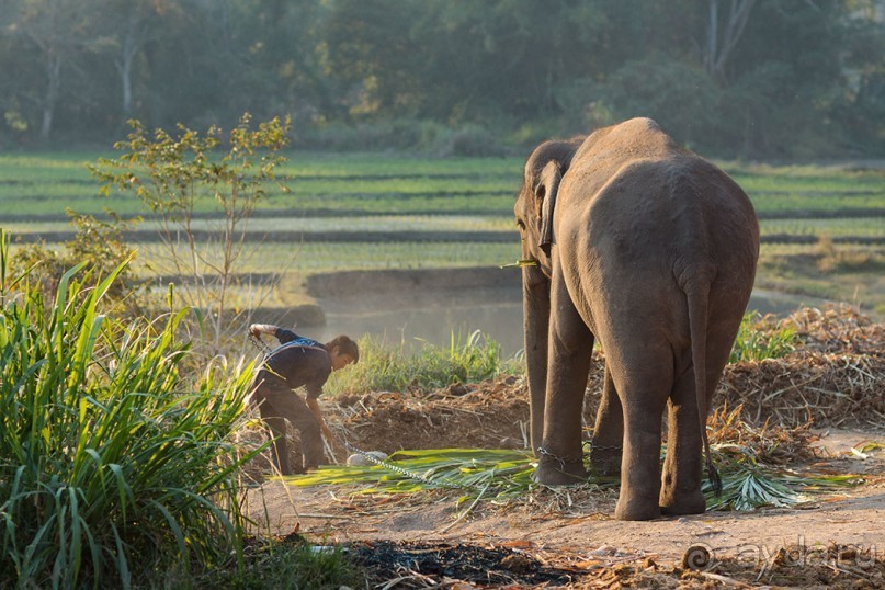 Альбом отзыва "Таиланд, детали"