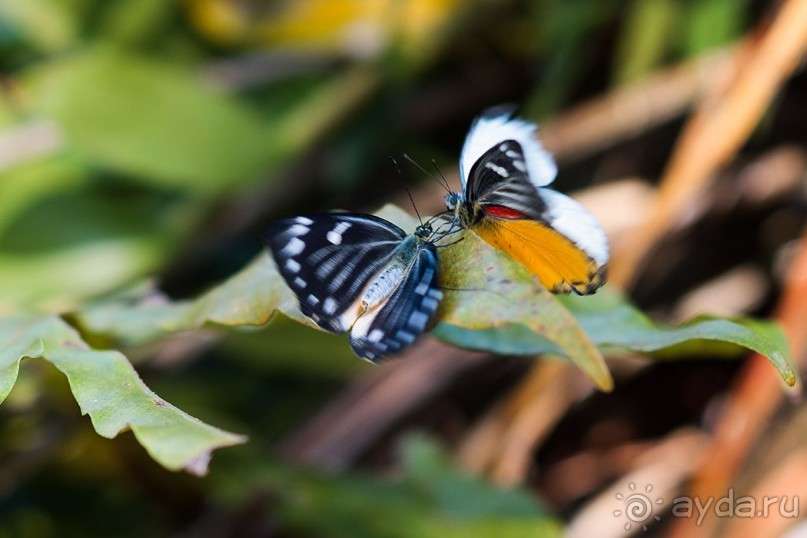 Альбом отзыва "Таиланд, детали"