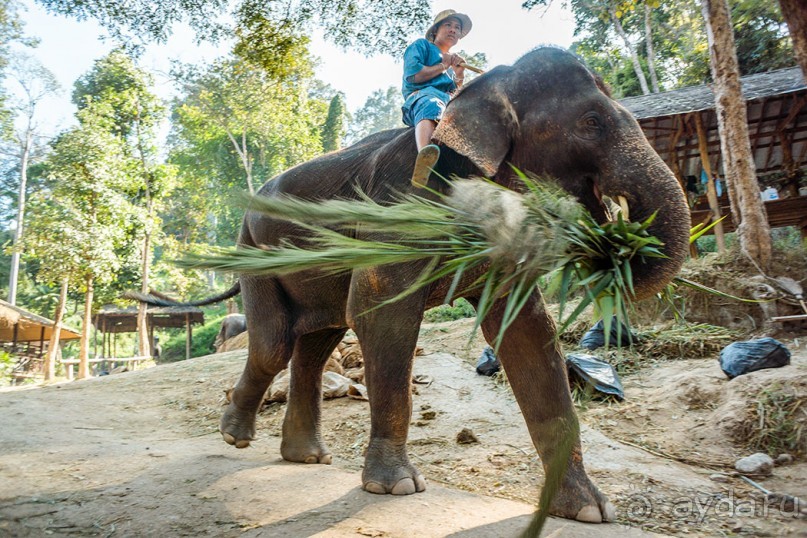 Альбом отзыва "Таиланд, детали"