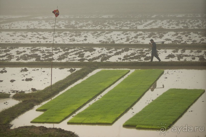 Альбом отзыва "Таиланд, детали"