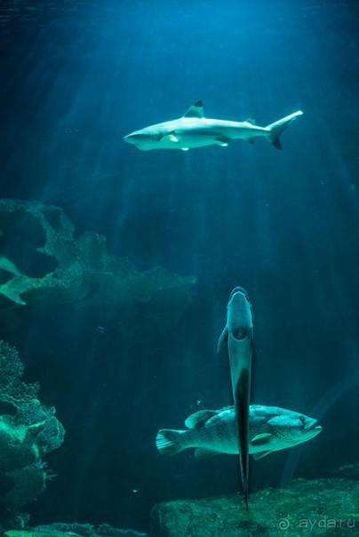 Альбом отзыва "Таиланд, детали"