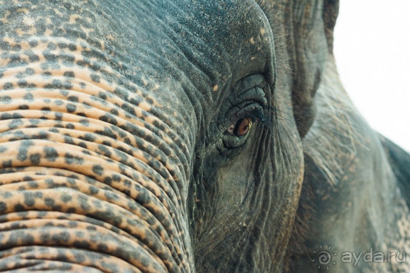 Альбом отзыва "Таиланд, детали"