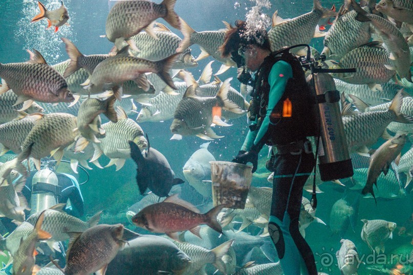 Альбом отзыва "Таиланд, детали"