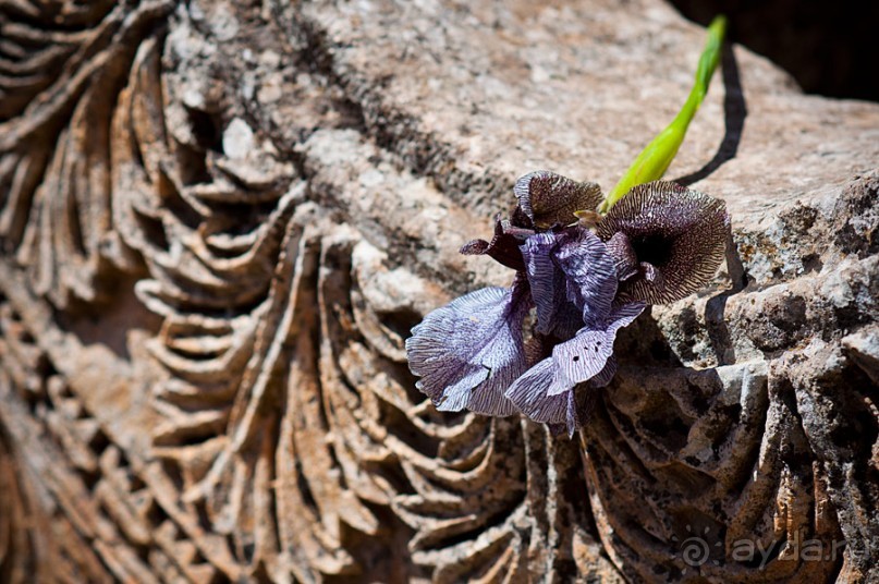 Базилика Сан Симеона