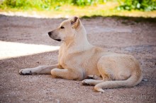 Базилика Сан Симеона