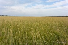 Альбом отзыва "Осенний поход в Козельском районе Калужской области"