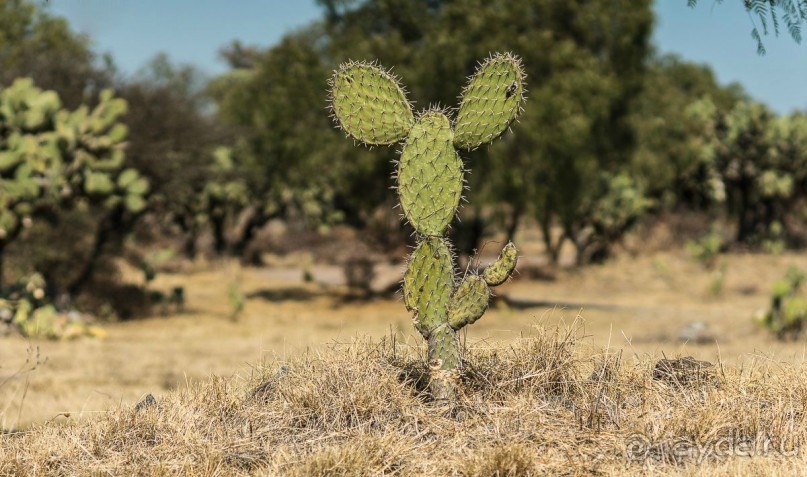 Микки-Кактус