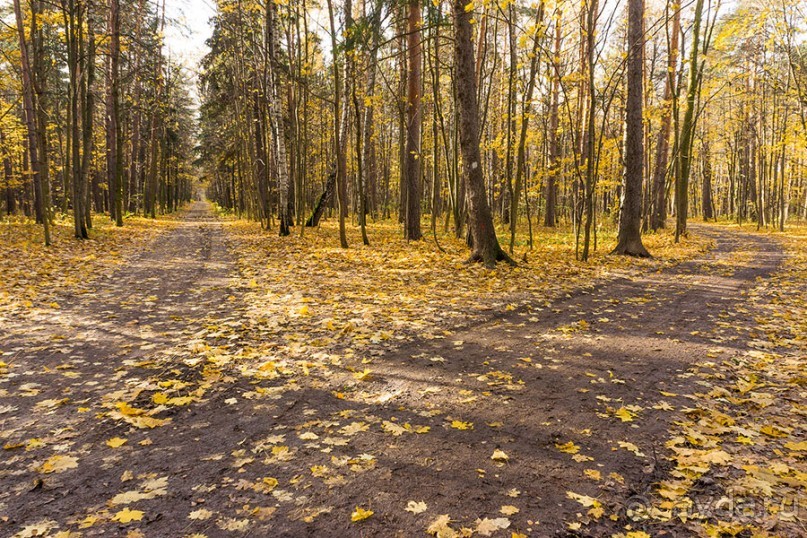 Кузьминки