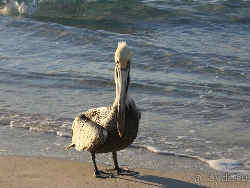 На любителя