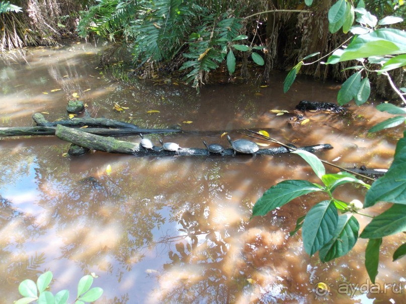 фото Bavaro Princess