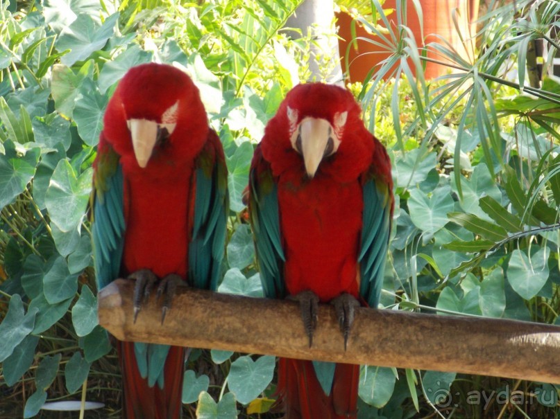 фото Bavaro Princess