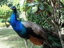 фото Bavaro Princess