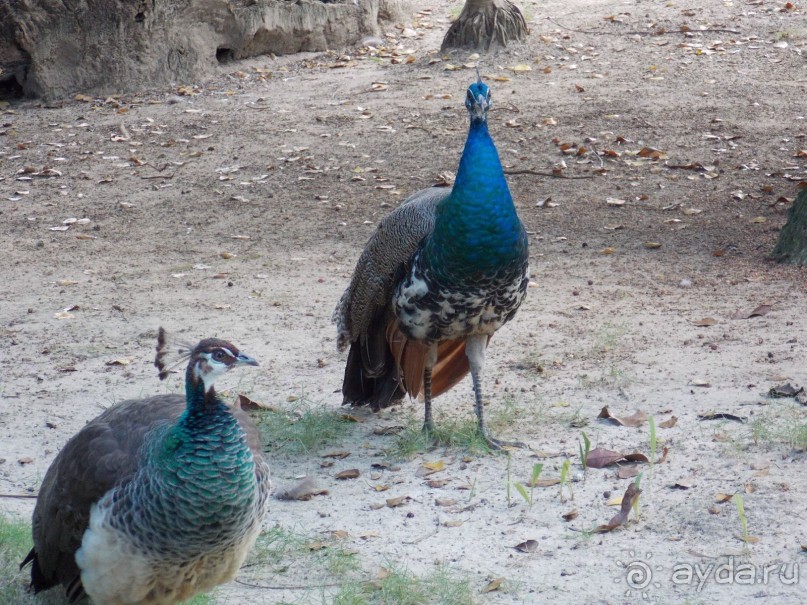 фото Bavaro Princess