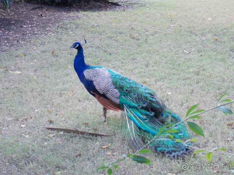 фото Bavaro Princess