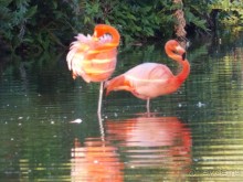 фото Bavaro Princess