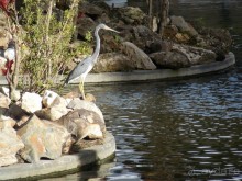 фото Bavaro Princess