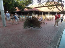 фото Bavaro Princess