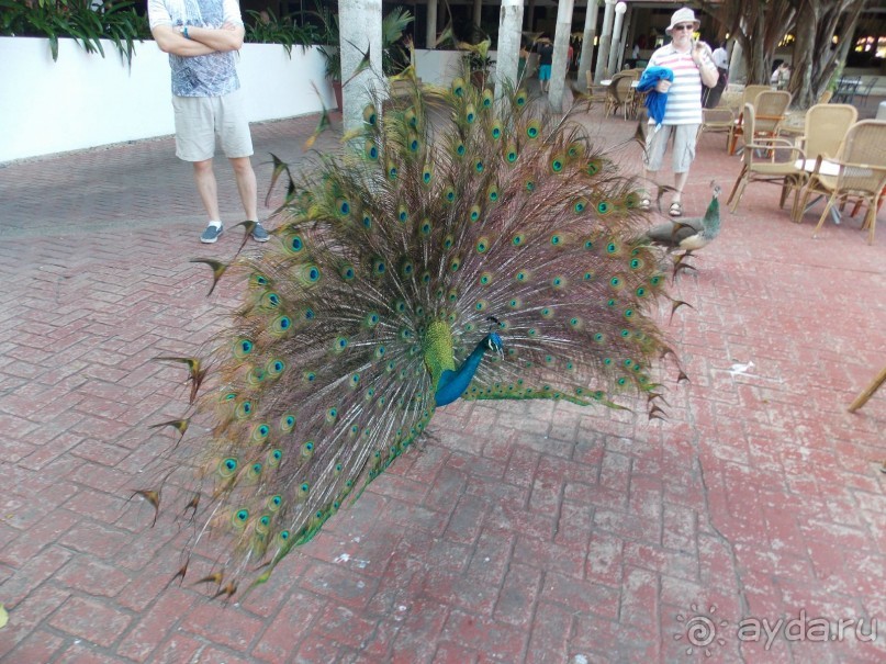 фото Bavaro Princess