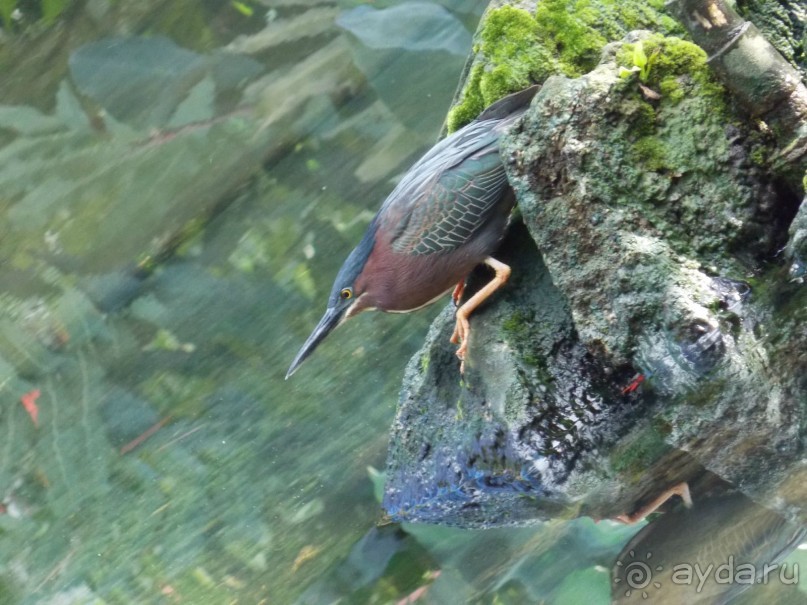 фото Bavaro Princess