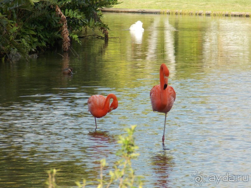 фото Bavaro Princess