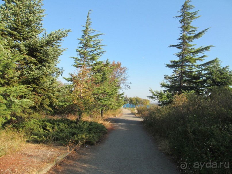 рядом с комплексом чудный лесопарк ... кипарисы, каштаны, голубые ели и сосны..... заросли ежевики.... а какой воздух!