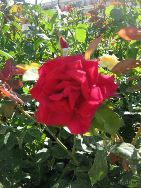 бизнес-класс