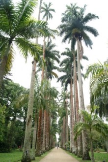 Бразилия, самостоятельное путешествие. Часть 3. Ресифе, Олинда, Рио-де-Жанейро