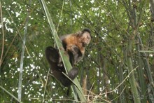 Бразилия, самостоятельное путешествие. Часть 3. Ресифе, Олинда, Рио-де-Жанейро