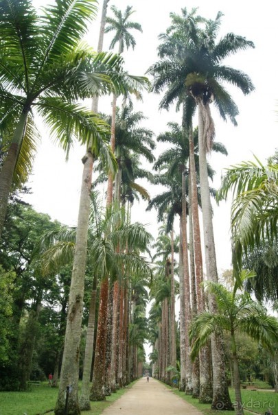 Бразилия, самостоятельное путешествие. Часть 3. Ресифе, Олинда, Рио-де-Жанейро
