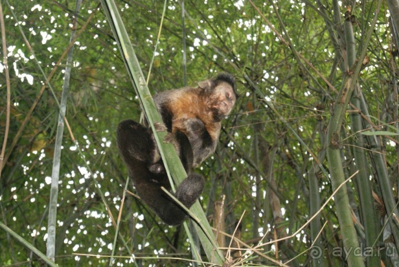 Бразилия, самостоятельное путешествие. Часть 3. Ресифе, Олинда, Рио-де-Жанейро
