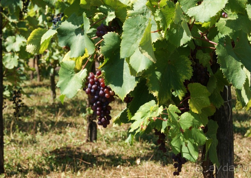 Полный восторг и огромное желание вернуться сюда еще не раз, именно такие ощущения вызывает Грузия