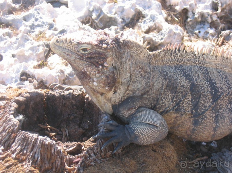 Куба - любовь моя:))