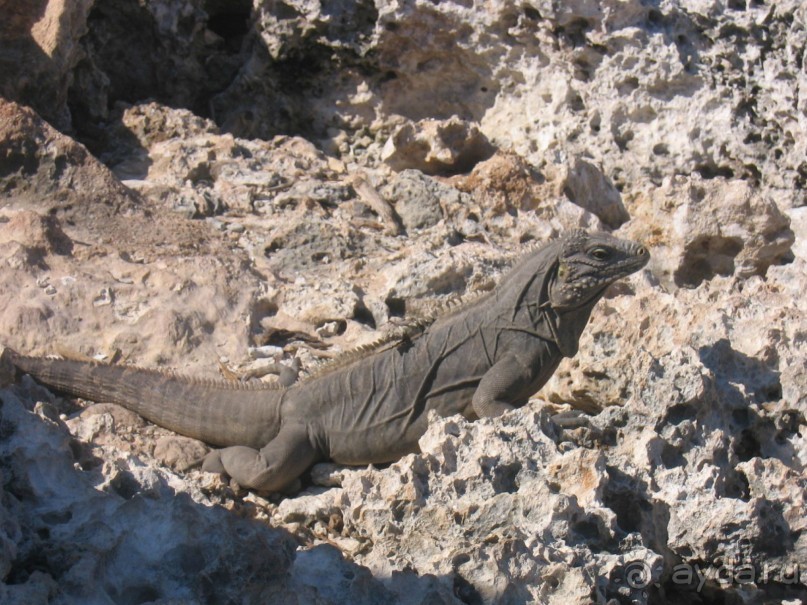 Куба - любовь моя:))