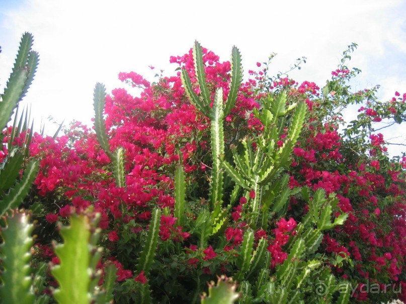 Куба - любовь моя:))